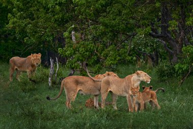 Aslan ailesi. Afrika 'da yeşil mevsim, Botswana' da Okavango deltası. Erkek, femala ve yavru yavru yavru doğada yaşıyor. Büyük kedisi olan aslan yavrusu..