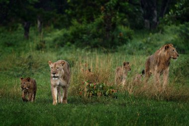 Aslan ailesi. Afrika 'da yeşil mevsim, Botswana' da Okavango deltası. Erkek, femala ve yavru yavru yavru doğada yaşıyor. Büyük kedisi olan aslan yavrusu..
