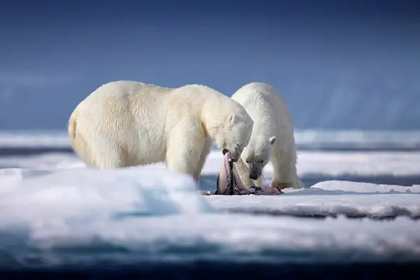 Wildlife Svalbard Noruega Ursos Com Pele Casaco Pele Carcaça Natureza — Fotografia de Stock