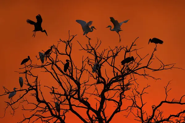 Árbol Pájaros Atardecer Naranja Garzas Abalorios Cigüeñas Viejo Árbol Africa — Foto de Stock