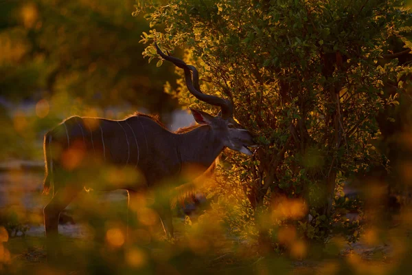 Kudu Sunset Orange Evening Vegetation Hidden Forest Greater Kudu Big — Stock Photo, Image