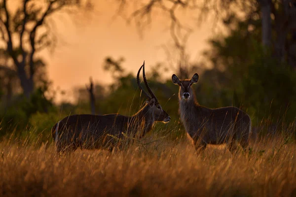 Africa Orange Sunrise Kobus Ellipsiprymnus Waterbuck Pair Big Antelope Grass — Stock Photo, Image