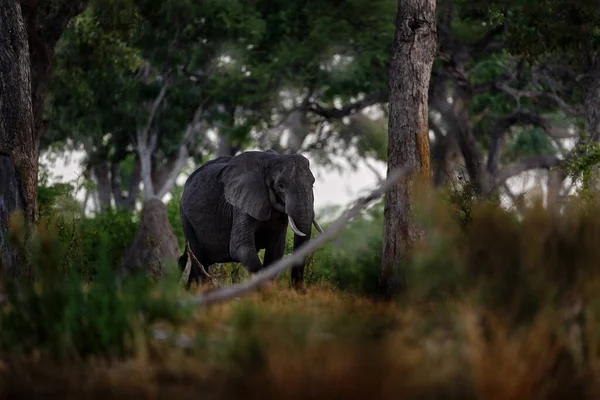 Khwai Flusswald Mit Elefanten Botswana Elefant Füttert Ast Elefanten Afrika — Stockfoto