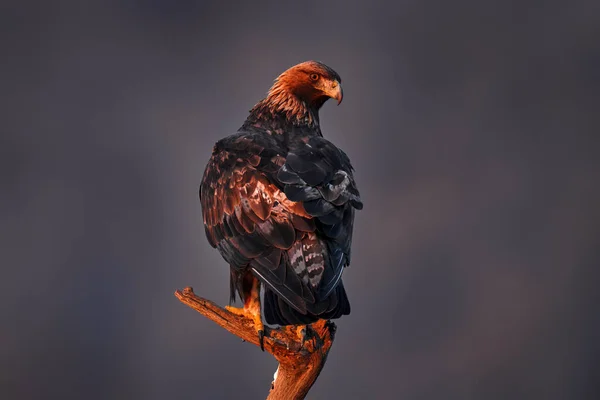 Bulgária Águia Por Sol Rhodopes Orientais Com Águia Dourada Aquila — Fotografia de Stock