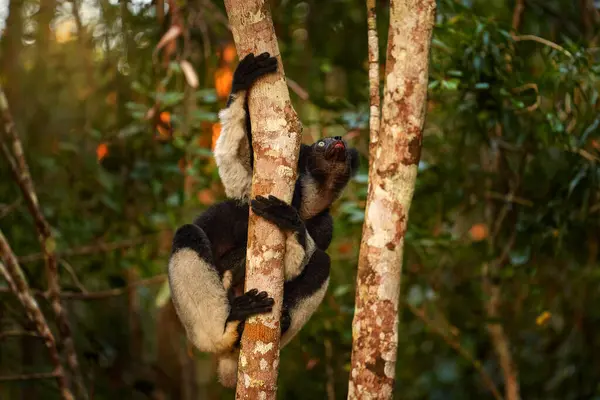 Vahşi Yaşam Madagaskar Indri Maymun Portresi Madagaskar Özgü Doğa Bitkilerinde — Stok fotoğraf