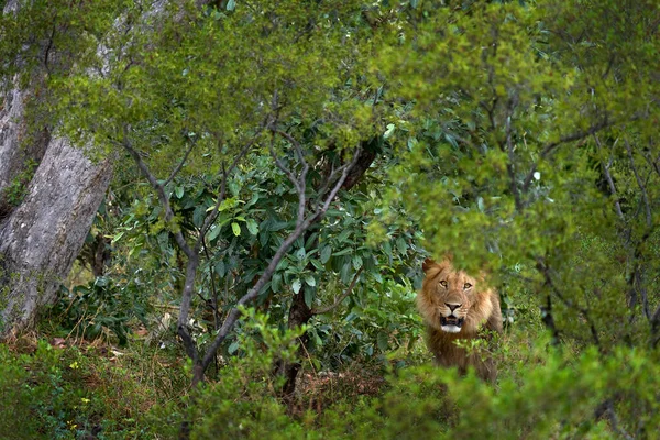 Bosque León Africano Hábitat Natural Árboles Verdes Delta Del Okavango — Foto de Stock