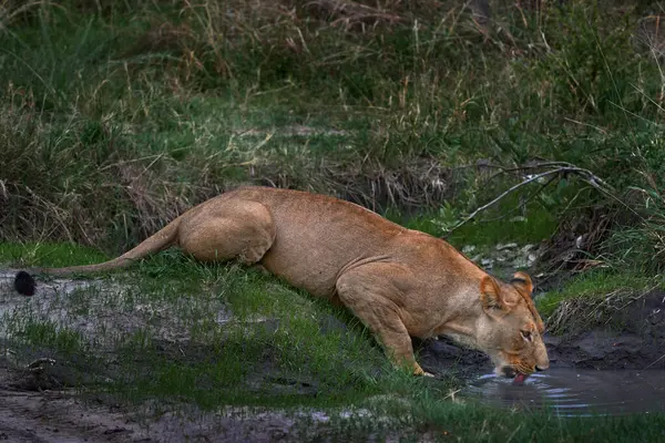 狮子喝水 非洲的Safari 博茨瓦纳奥卡万戈三角洲的大怒狮子在草地上散步的非洲狮子 有美丽的夜光 大自然的野生动物场景 — 图库照片