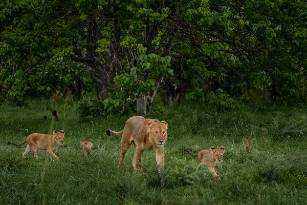 Lion Family Green Seasin Africa Okavango Delta Botswana Male Femala — Stock Photo, Image