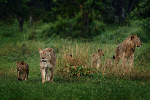 Семья Львов. Зеленый морской в Африке, дельта Окаванго в Ботсване. Мужчина, женщина и младенец в естественной среде обитания. Лев котенок с большой кошкой.