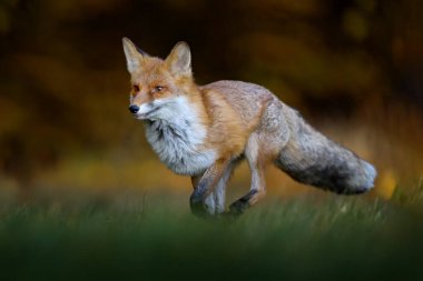 Sonbahar yaban hayatı. Ed Fox turuncu sonbahar yapraklarıyla koşuyor. Tatlı Kızıl Tilki, sonbahar ormanında Vulpes vulpes. Doğa habitatında güzel bir hayvan. Vahşi doğadan vahşi yaşam sahnesi, Almanya Avrupa. 