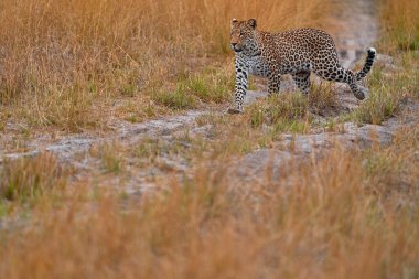 Afrika vahşi yaşamı. Leopar, Panthera pardus shortidgei, doğa habitatı, doğa habitatındaki büyük vahşi kedi, savanda güneşli bir gün, Okavango delta Botswana. Vahşi yaşam doğası.