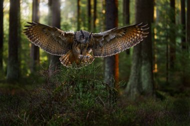 Sonbahar orman ışığı. Ağaç gövdesinde oturan Avrasya Kartalı Baykuşu, Bubo Bubo, geniş açılı mercekli vahşi yaşam fotoğrafı, orman habitatı, Almanya. Ağaçlı kuş, yeşil doğa.
