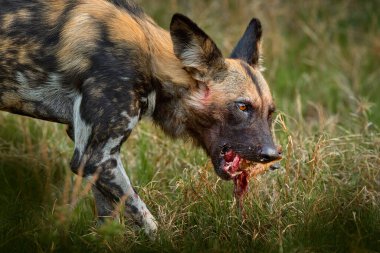 Kusan Afrika vahşi köpeği, Lycaon pictus, ayrıntılı portre açık ağızlık, Zambiya, Afrika. Büyük kulaklı tehlikeli benekli hayvan. Afrika safarisinde boyalı köpek avlamak. Doğadan vahşi yaşam sahnesi.