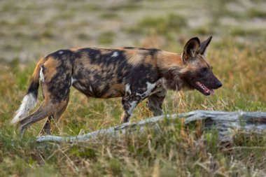 Afrika yaban köpeği, Lycaon pictus, detaylı portre açık ağızlık, Mana havuzları, Zimbabwe, Afrika. Büyük kulaklı tehlikeli benekli hayvan. Afrika safarisinde boyalı köpek avlamak. Doğadan vahşi yaşam sahnesi.