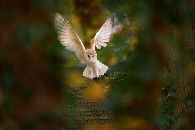 Sonbahar yaban hayatı. Sihirli kuş ahırı baykuşu, Tyto Alba, orman mezarlığında taş çitlerin üzerinden uçuyor. Doğadan vahşi yaşam sahnesi. Baykuş - Şehir yaban hayatı. Doğada güzel bir gün batımı. 