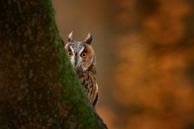 Sonbahar doğası. Turuncu ormanda baykuş, sarı yapraklar. Sonbahar boyunca turuncu meşe yapraklı uzun kulaklı baykuş. Doğa, Polonya ve Avrupa 'dan vahşi yaşam sahneleri.