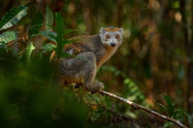 Eulemur Coronatus, taçlandırılmış lemur kürklü yavru yavrusu olan küçük maymun, doğal yaşam alanı, Madagaskar. Ormandaki Lemur, vahşi yaşam.