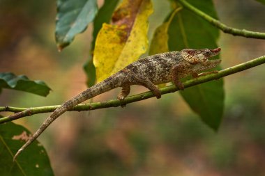 Doğa habitatı Ranomafana NP 'nin ağaç dalında oturan bukalemun Furcifer pardalis. Madagaskar 'dan Endemik Kertenkele.