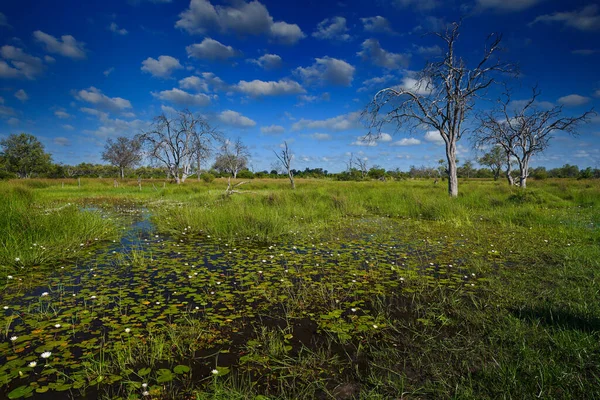 Wet season in Okavango delta. Africa landscape in green season. Khwai river with grass and trees, Moremi, Okanvango delta, Botswana, Africa. Blue sky with white clouds.