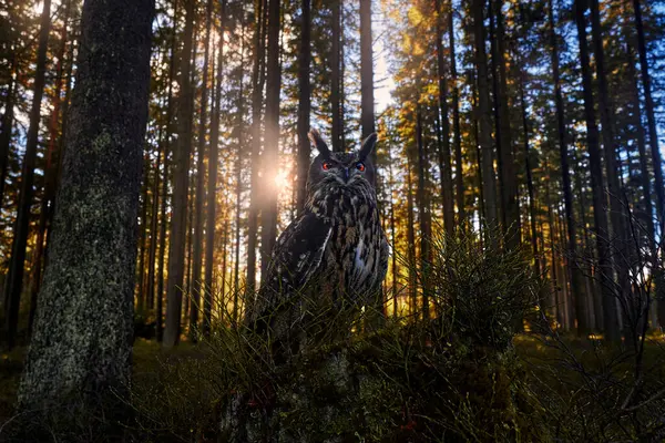 Φθινοπωρινό Δάσος Ευρασιατικό Eagle Owl Bubo Bubo Κάθεται Στον Κορμό — Φωτογραφία Αρχείου