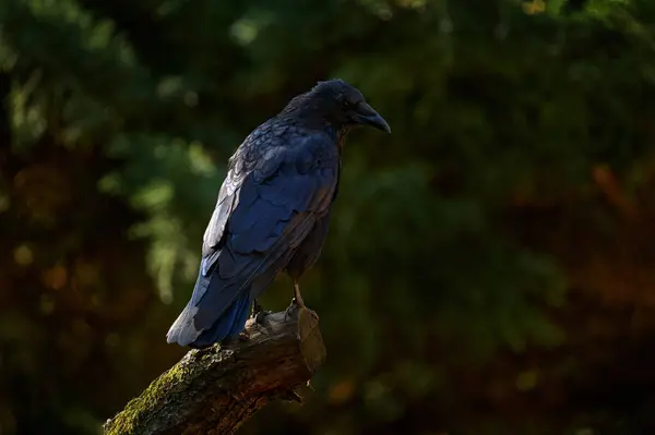 Havran Kmeni Stromu Temném Lese Černý Pták Havran Habitatu Krmení — Stock fotografie
