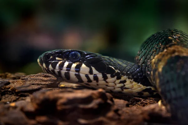 エラプシュレンコット アムールラットの蛇 自然の生息地のバイパーの詳細な肖像画 暗い森のアムールヘビの頭 — ストック写真