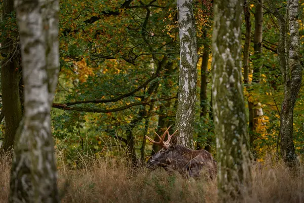 Autumn Eurasian Elk Alces Alces Dark Forest Rainy Day Beautiful — Stock Photo, Image