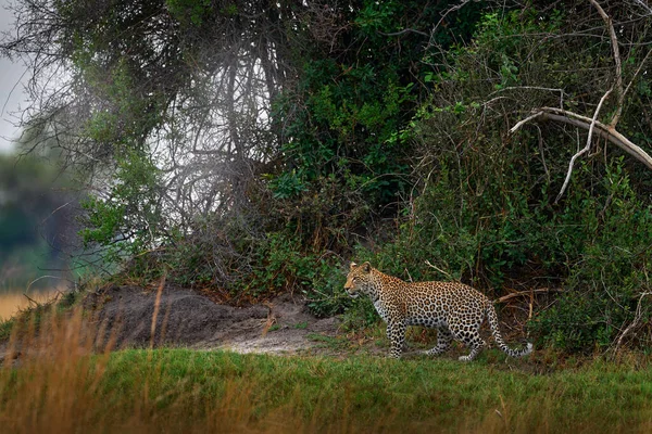 Afrika Vahşi Yaşamı Leopar Panthera Pardus Shortidgei Doğa Habitatı Doğa — Stok fotoğraf
