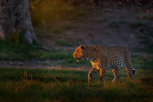 Leopard Sunset Panthera Pardus Shortidgei Nature Habitat Big Wild Cat — Stock Photo, Image