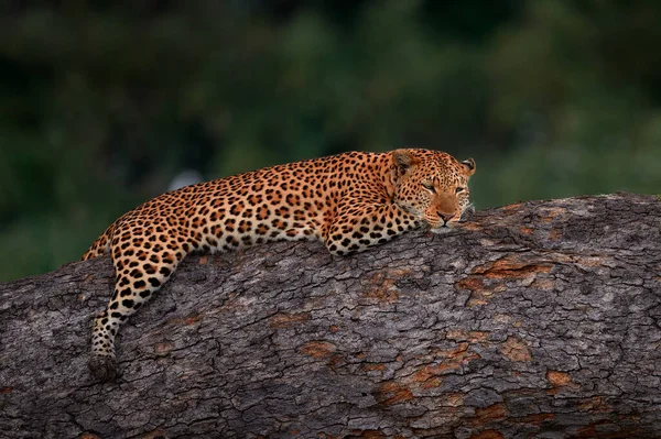 Leopard Panthera Pardus Natürlicher Lebensraum Große Wildkatze Auf Dem Baum — Stockfoto