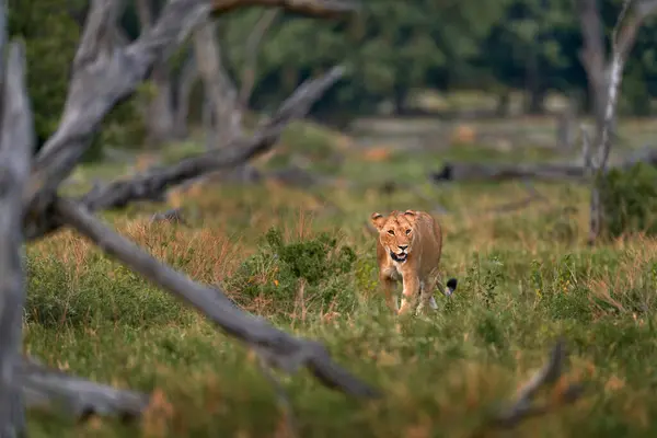 赞比亚野生动物 年轻的雄狮 非洲的大猫非洲狮子在草地上 在非洲旅行 短狮子毛 — 图库照片