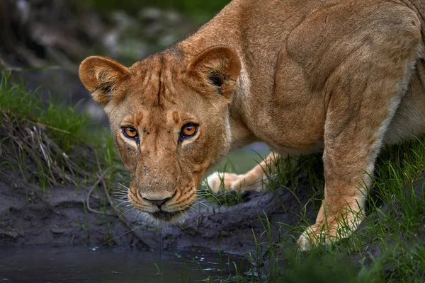 狮子从赞比亚的池塘里滴水 危险动物的特写细节 非洲野猫 大自然炎热的日子 野生动物 — 图库照片