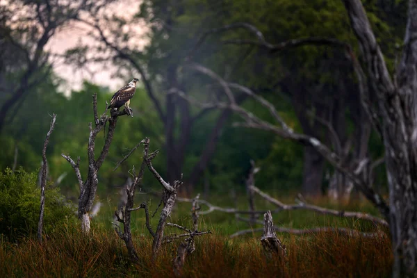 幼鹰在森林里栖息 非洲鱼鹰 Haliaeetus Vocifer 褐色的鸟与白色的头 鹰坐在树梢上 来自非洲自然 博茨瓦纳 非洲的野生动物场景 — 图库照片