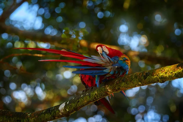 Natureza Costa Rica Par Grandes Macaws Escarlate Ara Macau Dois — Fotografia de Stock