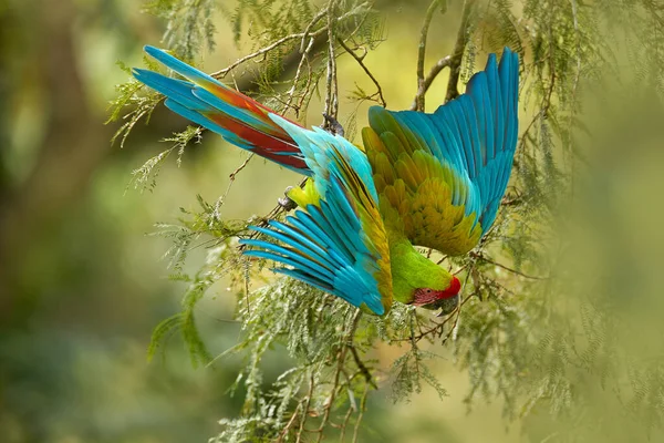 Wildlife Costa Rica Green Macaw Parrot Ara Ambigua Fly Green — Stock Photo, Image