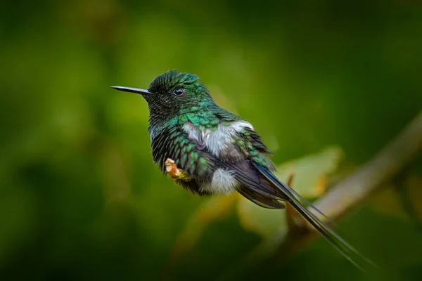 野生生物哥斯达黎加 微小的绿色鸟 美丽的蜂鸟 绿荆棘 绿色植被的多角种 拉巴斯 哥斯达黎加 中美洲的观鸟活动 — 图库照片