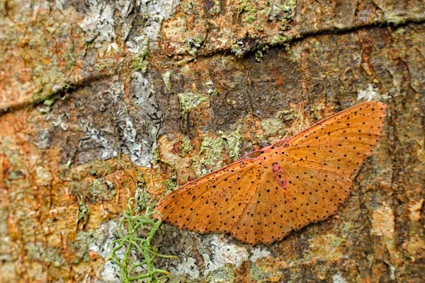 Cyclophora Warreni Beautiful Orange Red Moth Andean Forests Wild Sumaco — Stock Photo, Image
