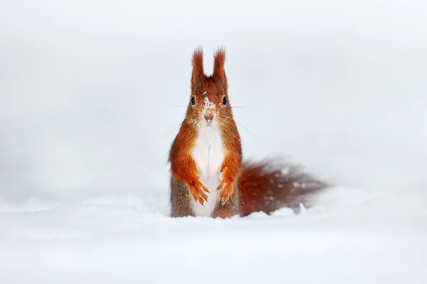 Winter snow squirrel with big orange tail. Model pose photo in winter cold forest. Cute orange red squirrel eats a nut in winter scene with snow,  Germany. Wildlife nature.