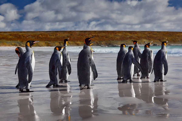 Penguen Kolonisi Antarktika Vahşi Yaşamı Güney Georgia Antarktika Denizden Sahile — Stok fotoğraf
