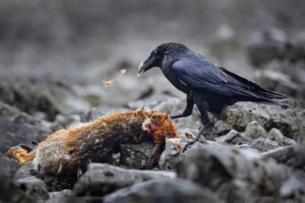 Kruk Martwym Zającem Europejskim Padlina Kamiennym Lesie Czarny Ptak Głową — Zdjęcie stockowe