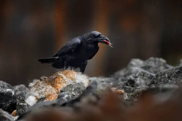 Corvo Con Lepre Europea Morta Carcassa Nella Foresta Rocciosa Uccello — Foto Stock