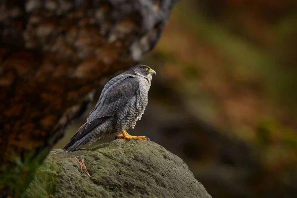 Çek Yaban Hayatı Peregrine Falcon Yakalanan Kuşla Kayanın Üzerinde Oturuyor — Stok fotoğraf