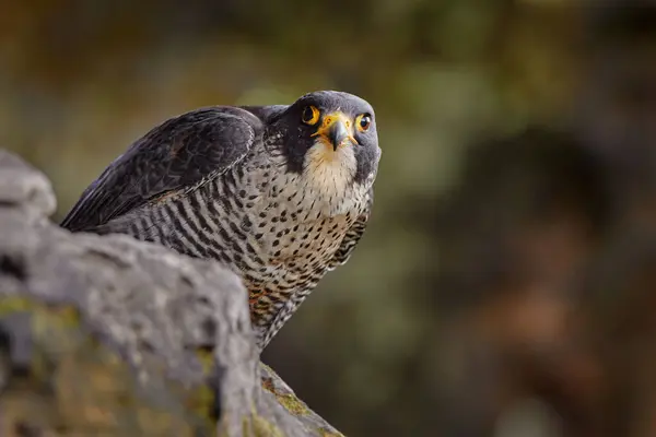 Peregrine Falcon Yakalanan Kuşla Kayanın Üzerinde Oturuyor Arka Planda Ormanla — Stok fotoğraf