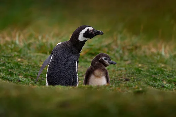 Två Fåglar Häckande Markhål Bebisar Med Mor Magellansk Pingvin Spheniscus — Stockfoto