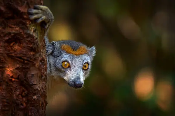 Lemur peeping in forest nature, wildlife. Eulemur coronatus, Crowned lemur, small monkey with young babe cub in the fur coat, nature habitat, Madagascar. Close-up detail portrait.