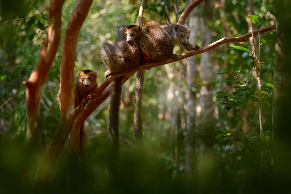 Lemuri Incoronati Eulemur Coronatus Bellissimi Primati Colorati Del Madagascar Settentrionale — Foto Stock