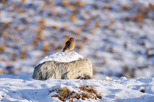 チンマンゴ カラカラ ファルコボノス タンゴ 石で石の上に座っている獲物の鳥 チリのトレスデルパインNp 自然の生息地でワイルドチンパンゴホーク 雪と冬の状態の動物 晴れた日 — ストック写真