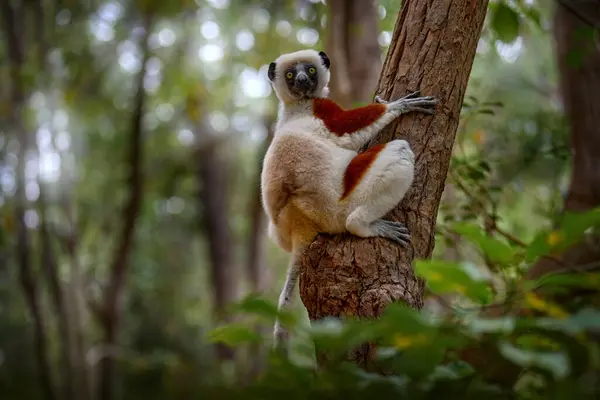 马达加斯加特有的野生动物 非洲的自然 Coquerel的Sifaka Propithecus Coquereli Ankarafantsika 猴子在栖息地 野生马达加斯加 柠檬在深绿色的热带森林里 Sifaka — 图库照片