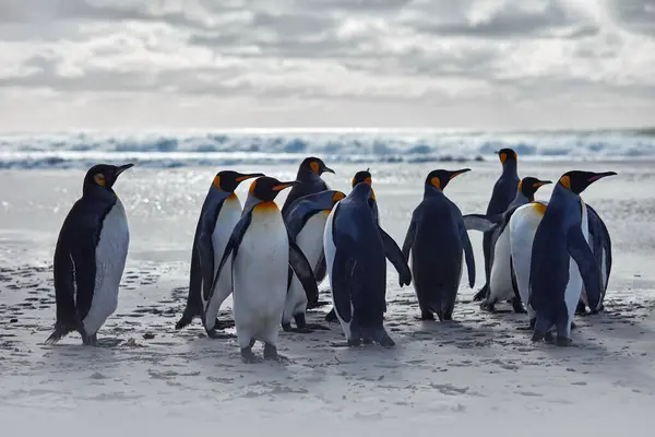 Kolonia Pingwinów Antarktyda Grupa Pingwinów Królewskich Powracających Morza Plażę Falą Obraz Stockowy