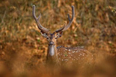 Eksen ormanda geyik gördü. Doğadaki geyikler, Hindistan 'daki Kabini Nagarhole NP. Su birikintisinin yanında bir hayvan sürüsü. Doğa yaban hayatı. Boynuzlu baş portresi                                                  